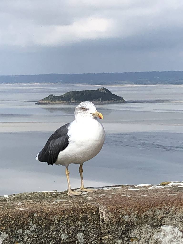 Abbaye Mont Saint Michel (11)