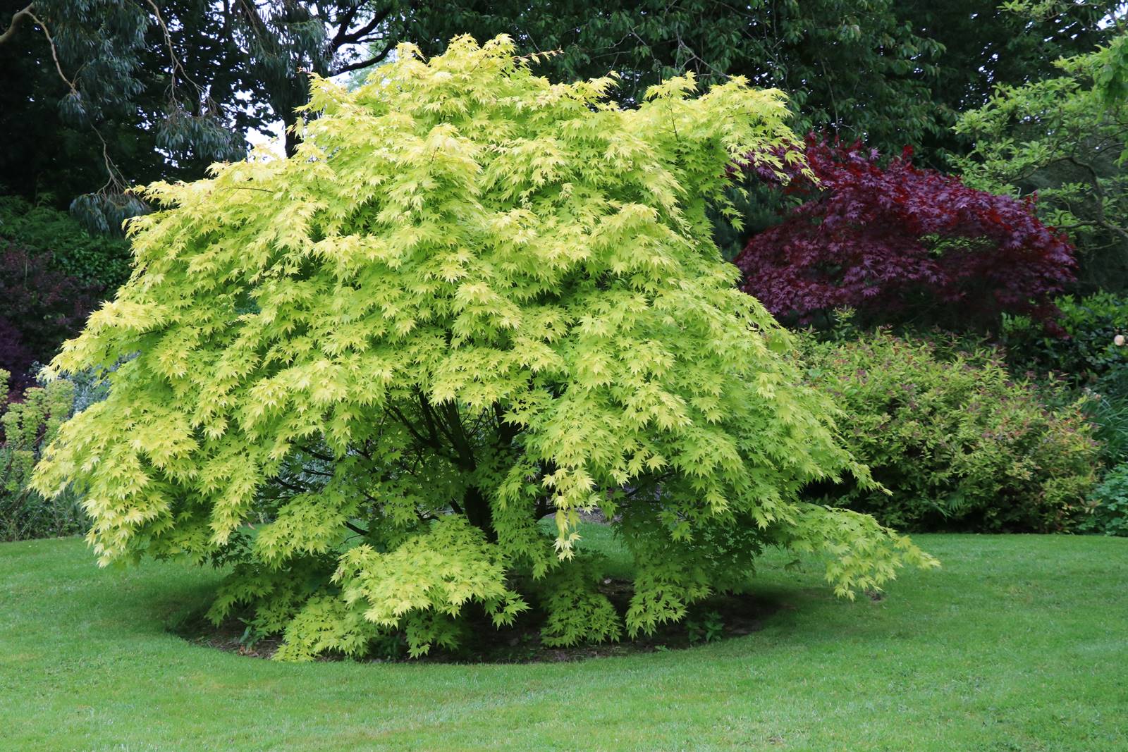 Dingle nurseries and garden (12)