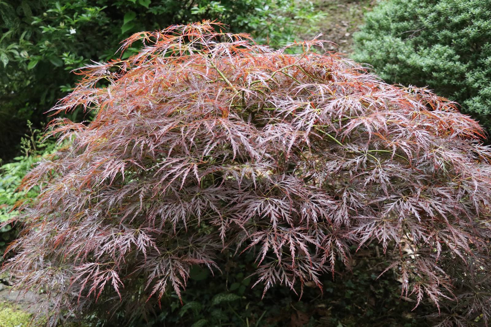 Dingle nurseries and garden (15)