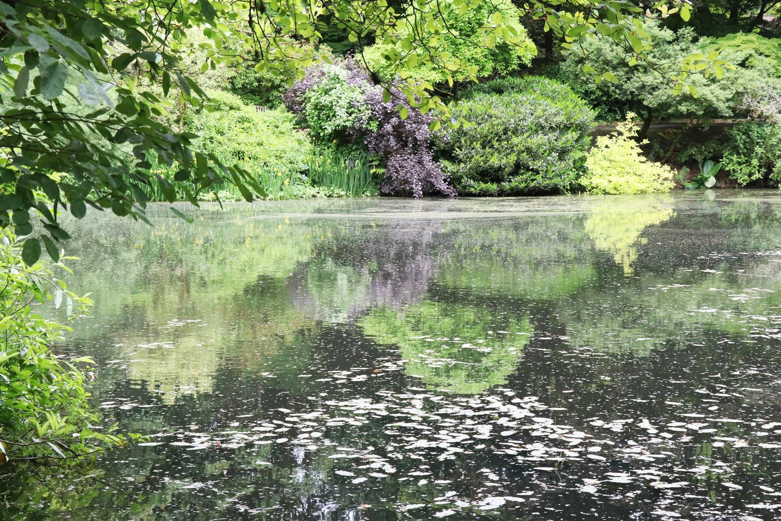 Dingle nurseries and garden (16)