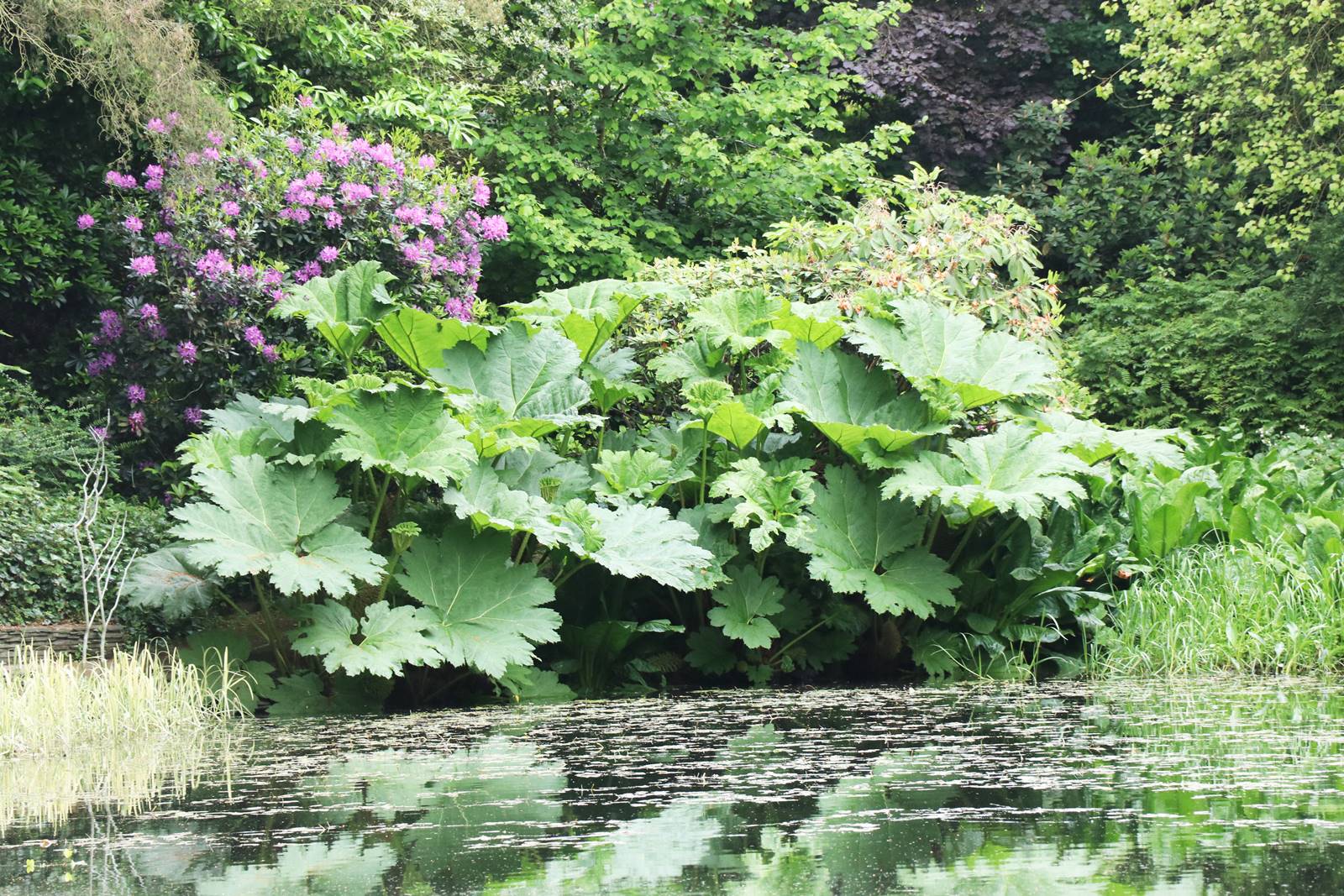 Dingle nurseries and garden (18)