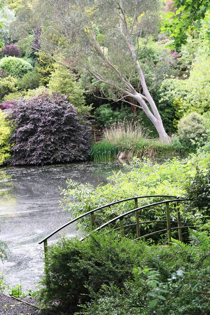 Dingle nurseries and garden (19)