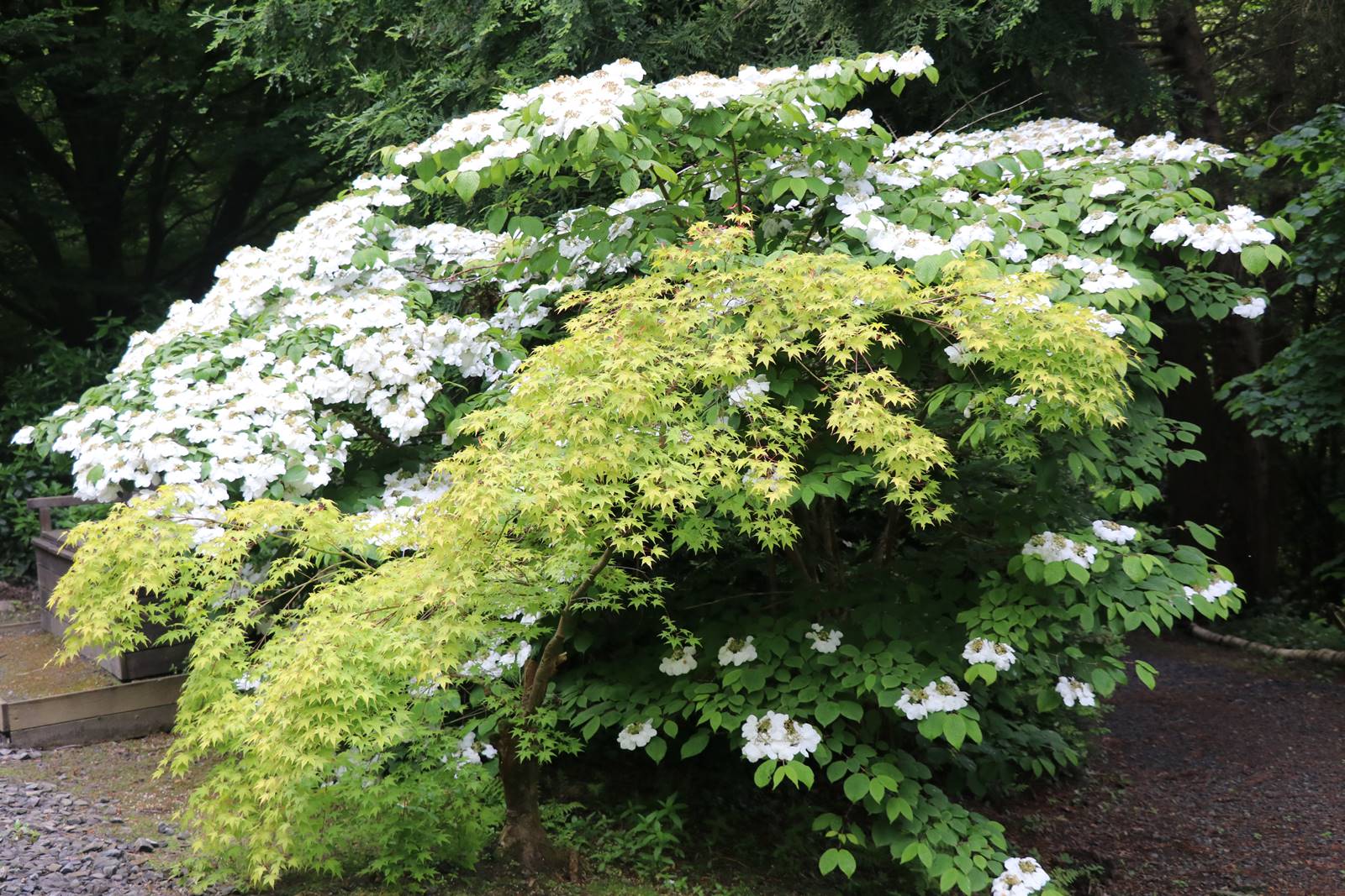 Dingle nurseries and garden (21)