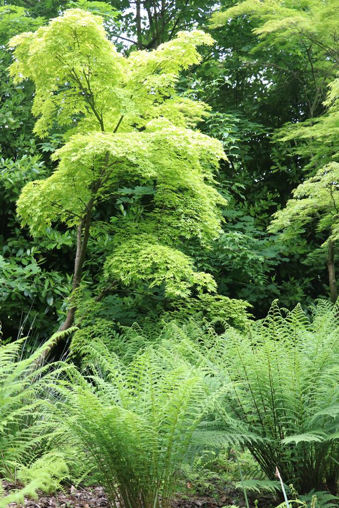 Dingle nurseries and garden (22)