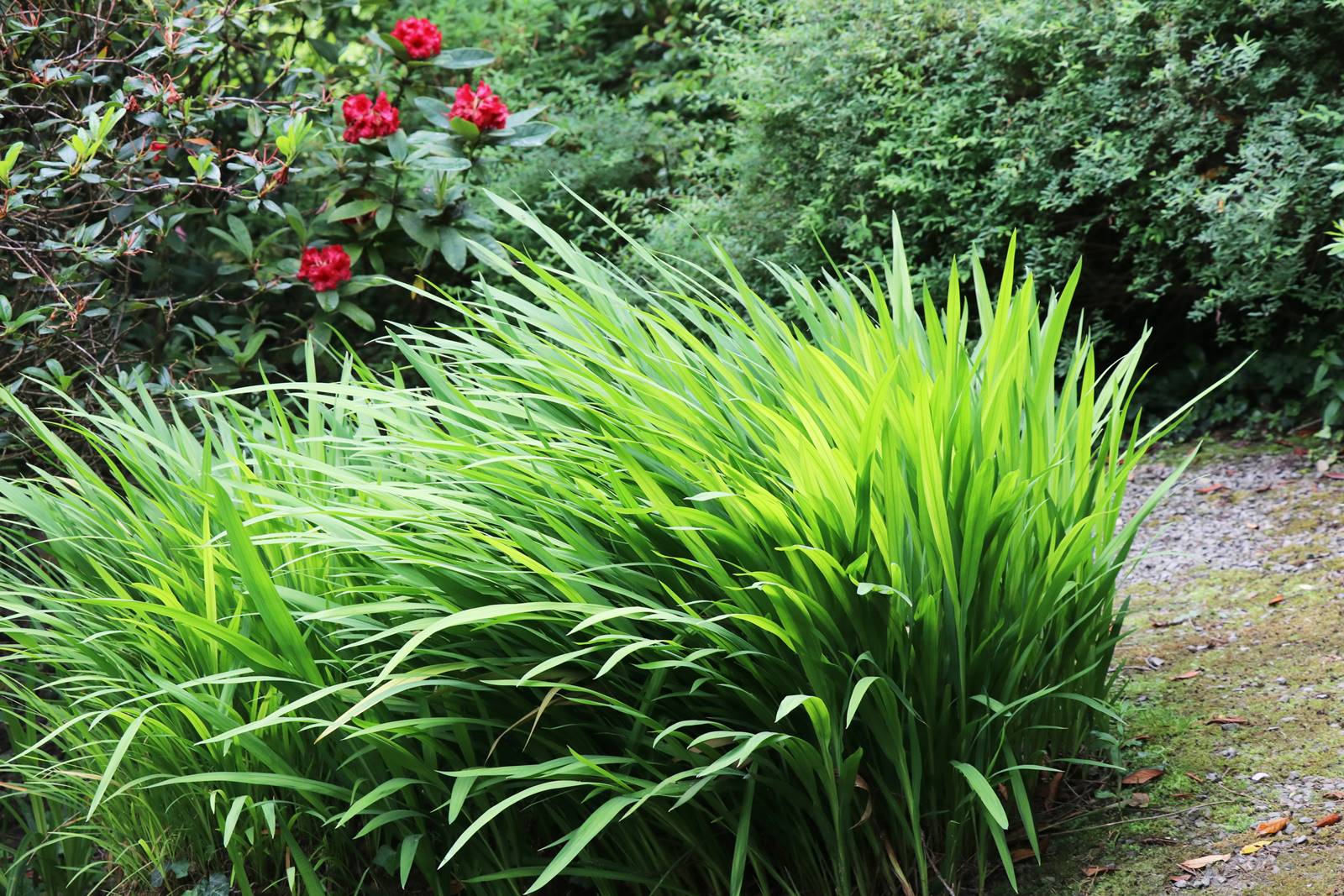 Dingle nurseries and garden (23)