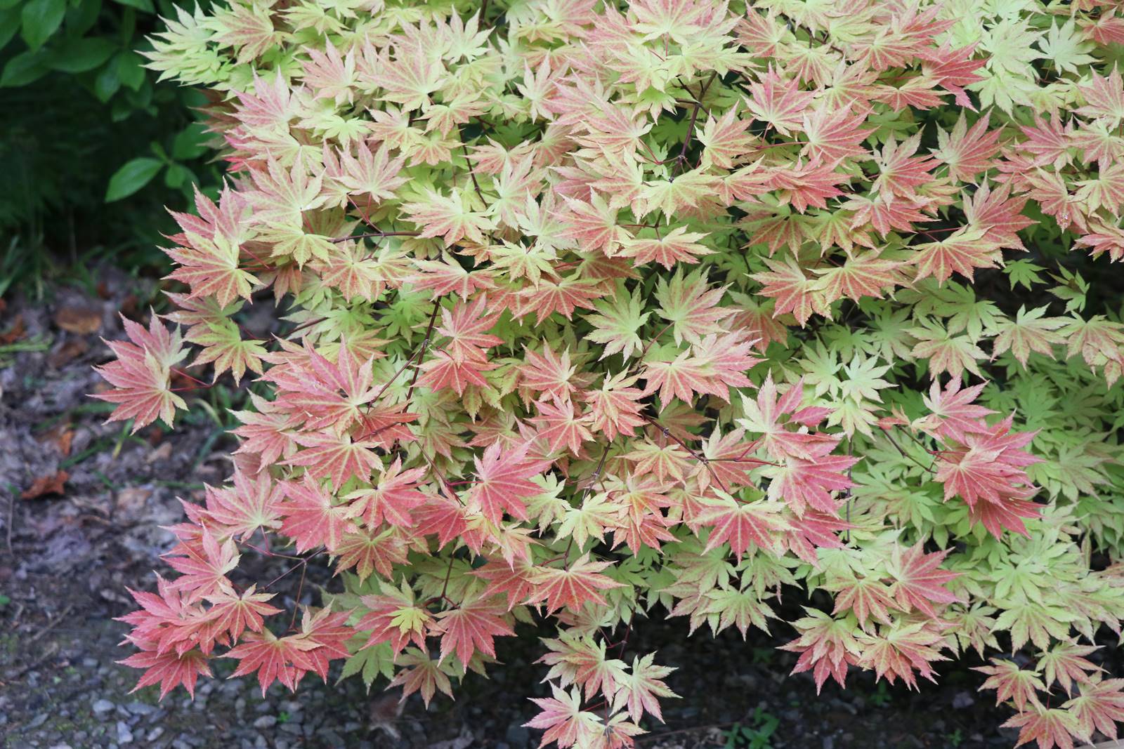 Dingle nurseries and garden (25)