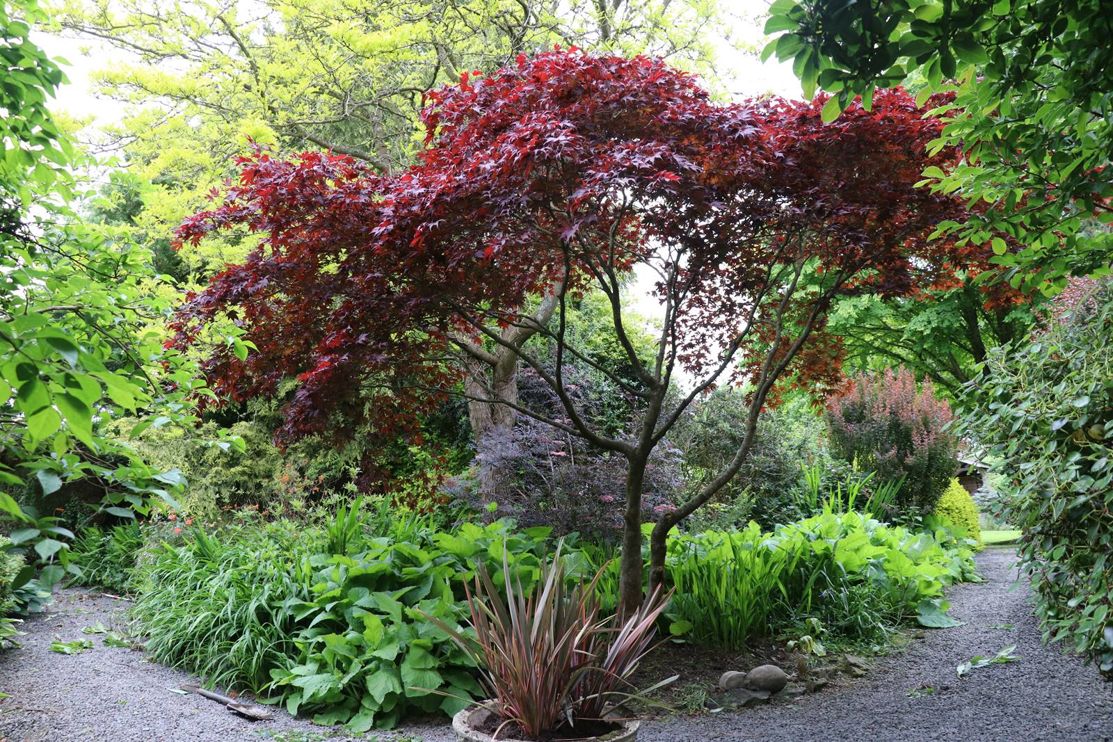 Dingle nurseries and garden (4)