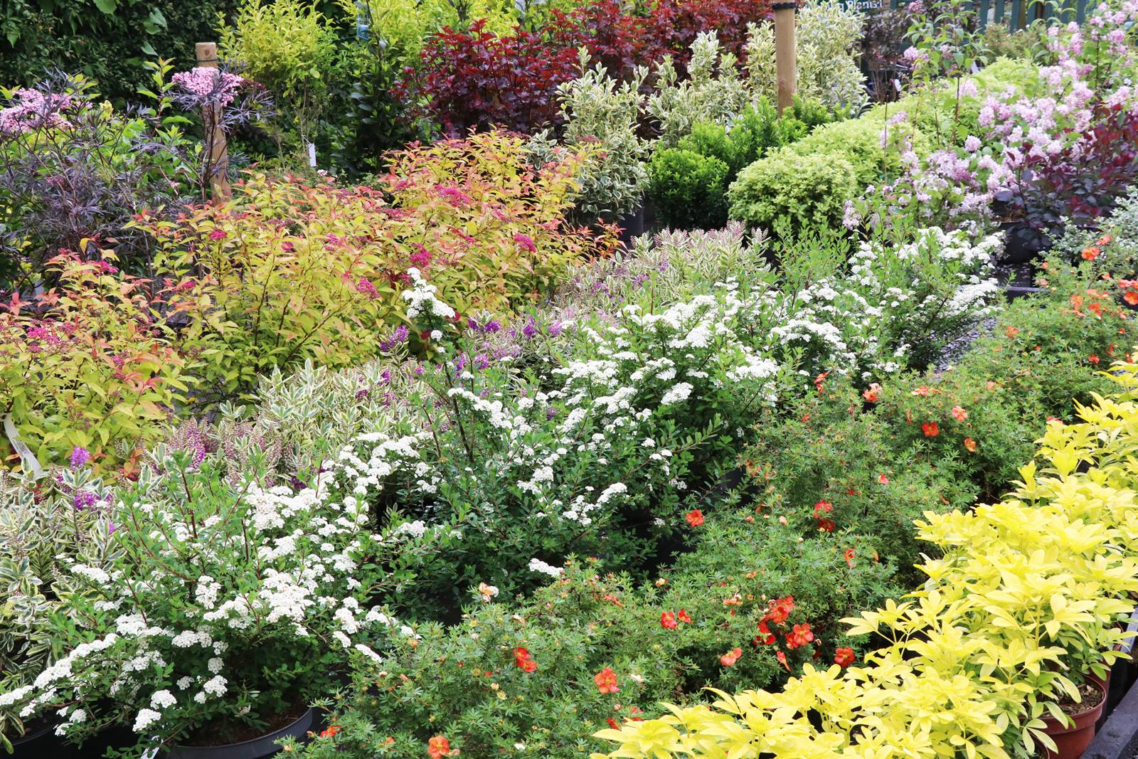 Dingle nurseries and garden (6)