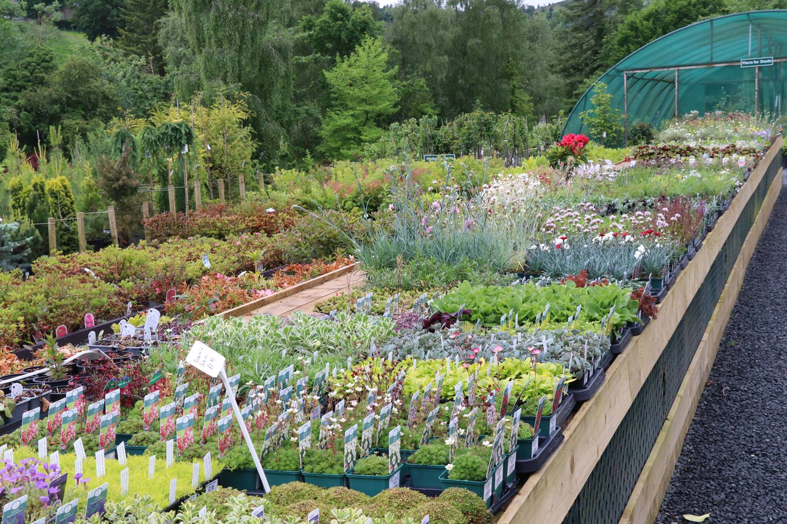 Dingle nurseries and garden (7)