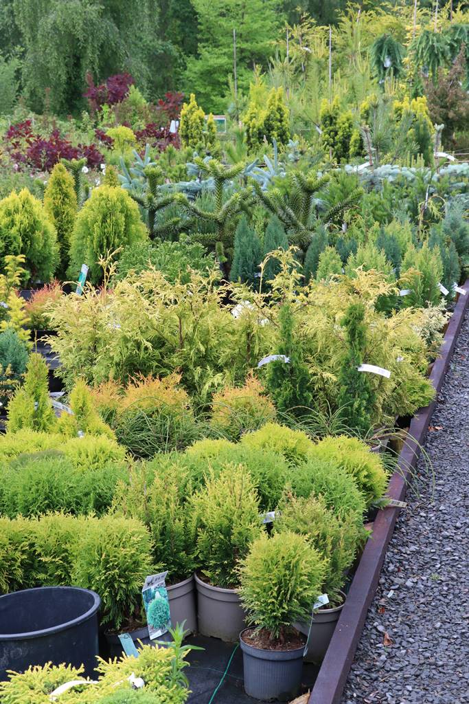 Dingle nurseries and garden (8)