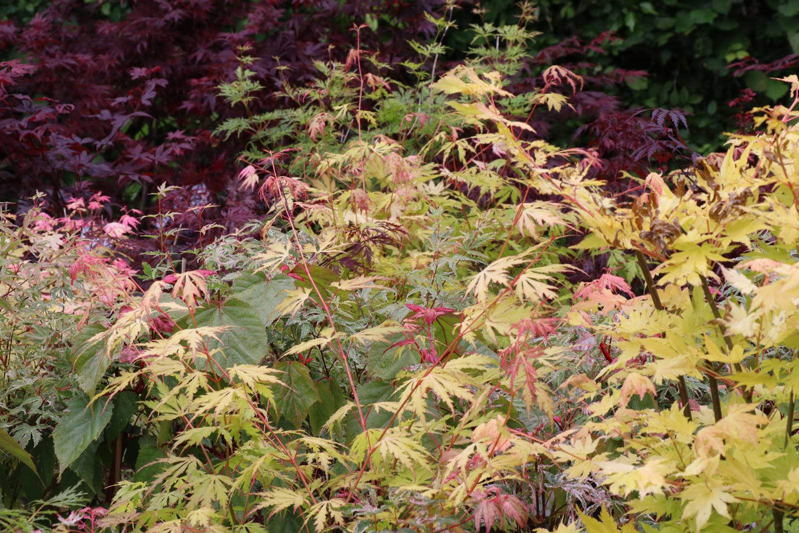 Dingle nurseries and garden (9)