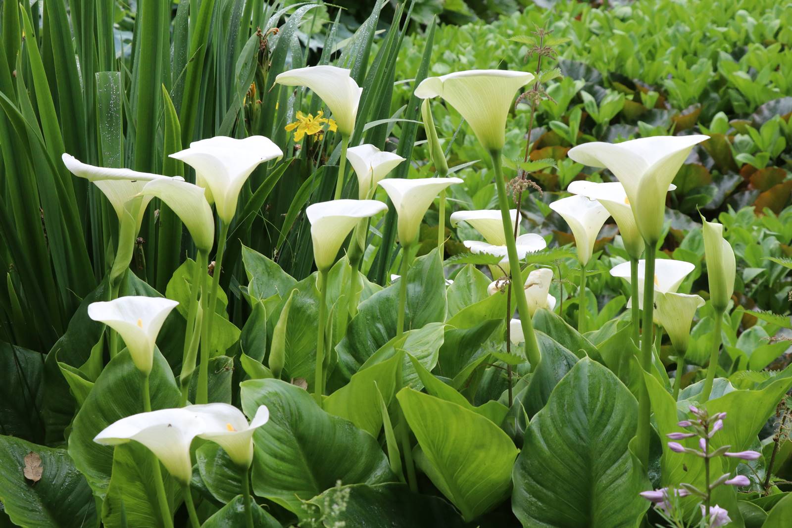 The gardens of Bodrhyddan (13) The gardens of Bodrhyddan (13)