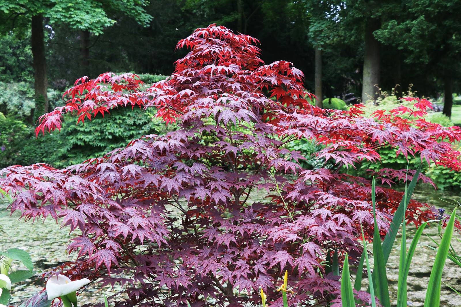 The gardens of Bodrhyddan (15) The gardens of Bodrhyddan (15)