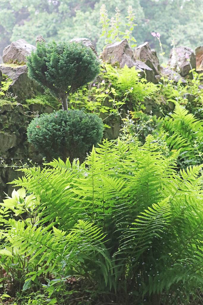 The gardens of Bodrhyddan (17) The gardens of Bodrhyddan (17)