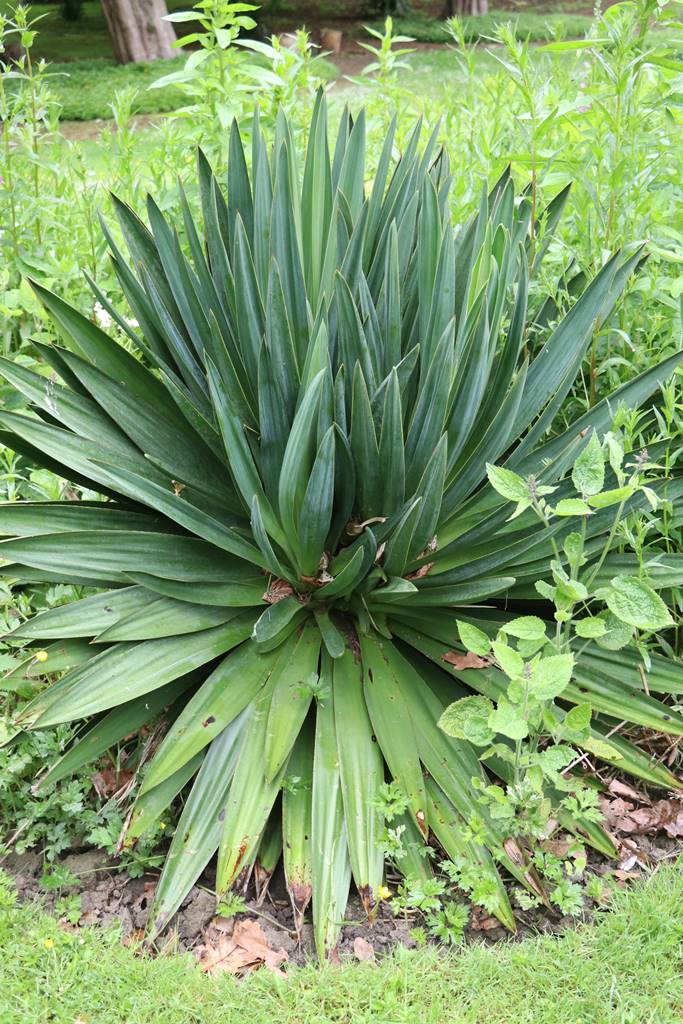 The gardens of Bodrhyddan (5) The gardens of Bodrhyddan (5)