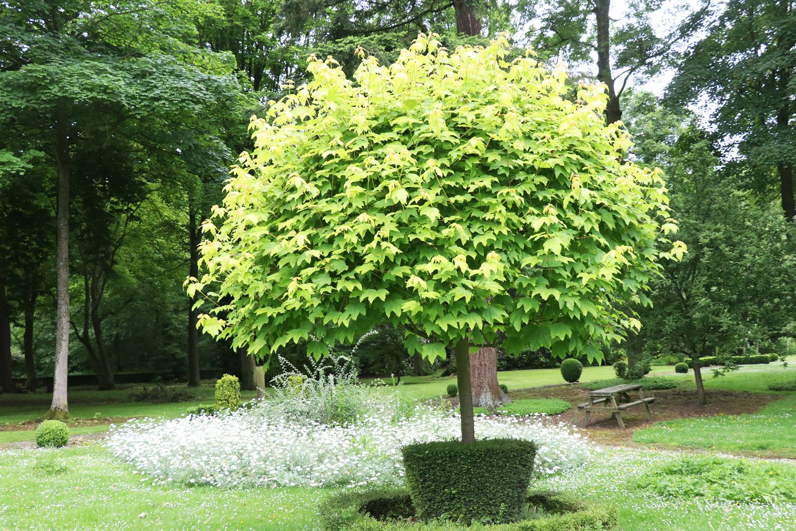 The gardens of Bodrhyddan (6) The gardens of Bodrhyddan (6)