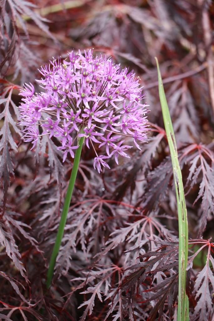 Veddw House Garden (27) Veddw House Garden (27)