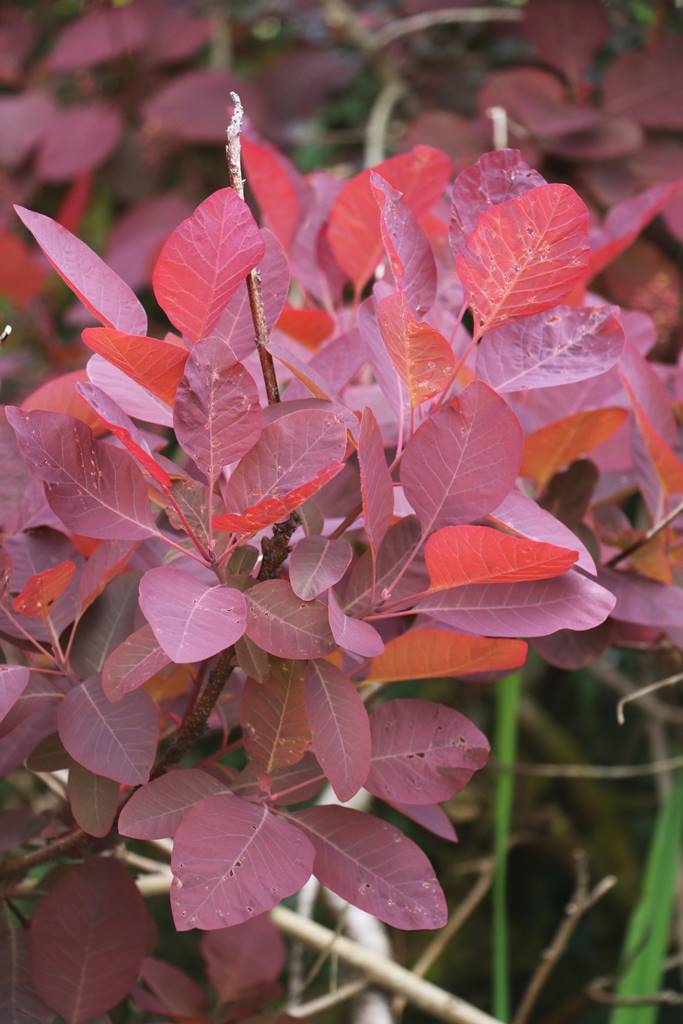 Veddw House Garden (28) Veddw House Garden (28)