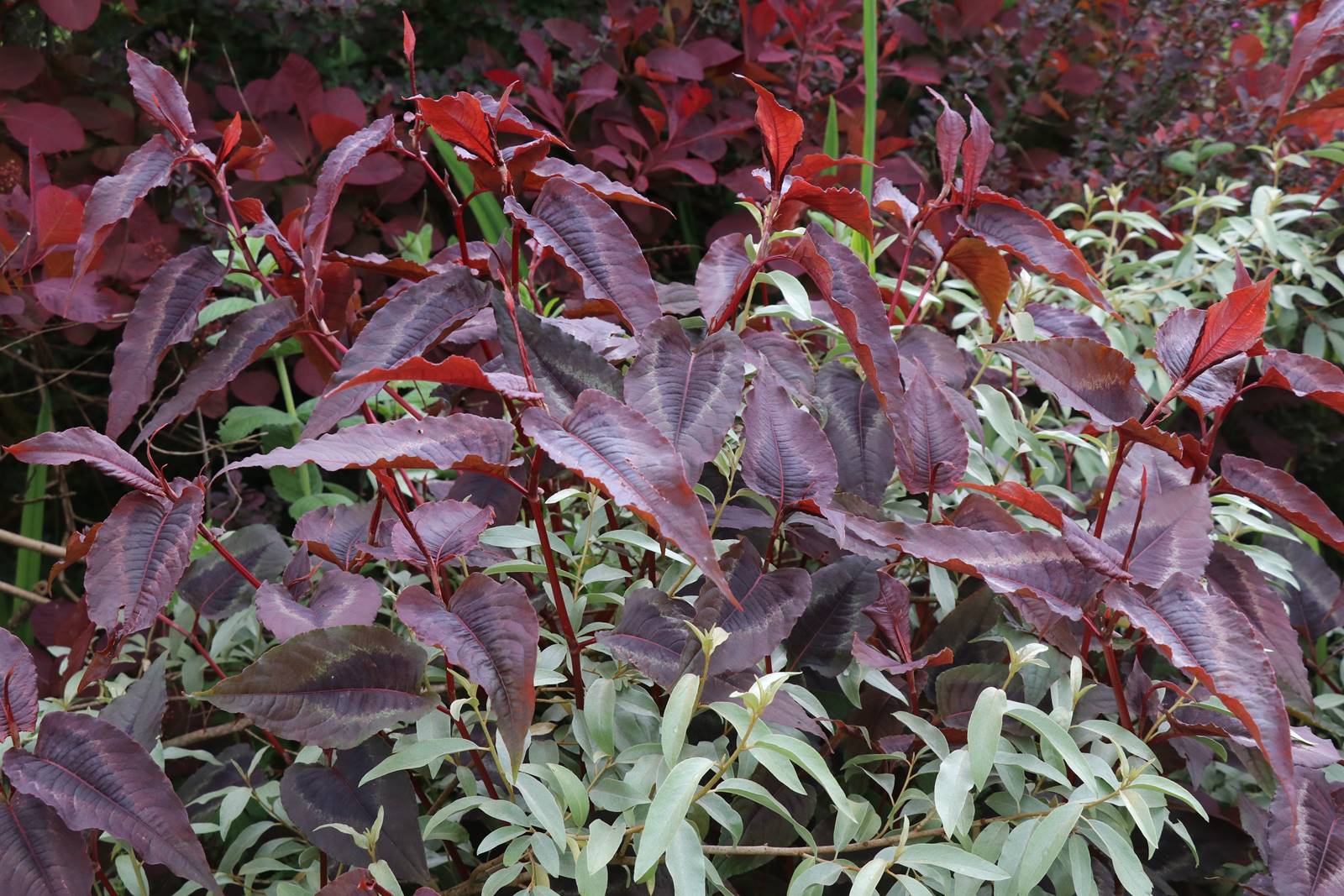 Veddw House Garden (29) Veddw House Garden (29)