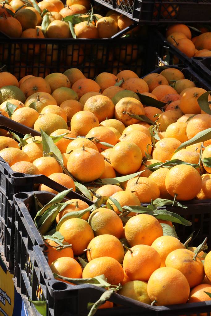 Algérie guide pratique (14) Algérie guide pratique (14)