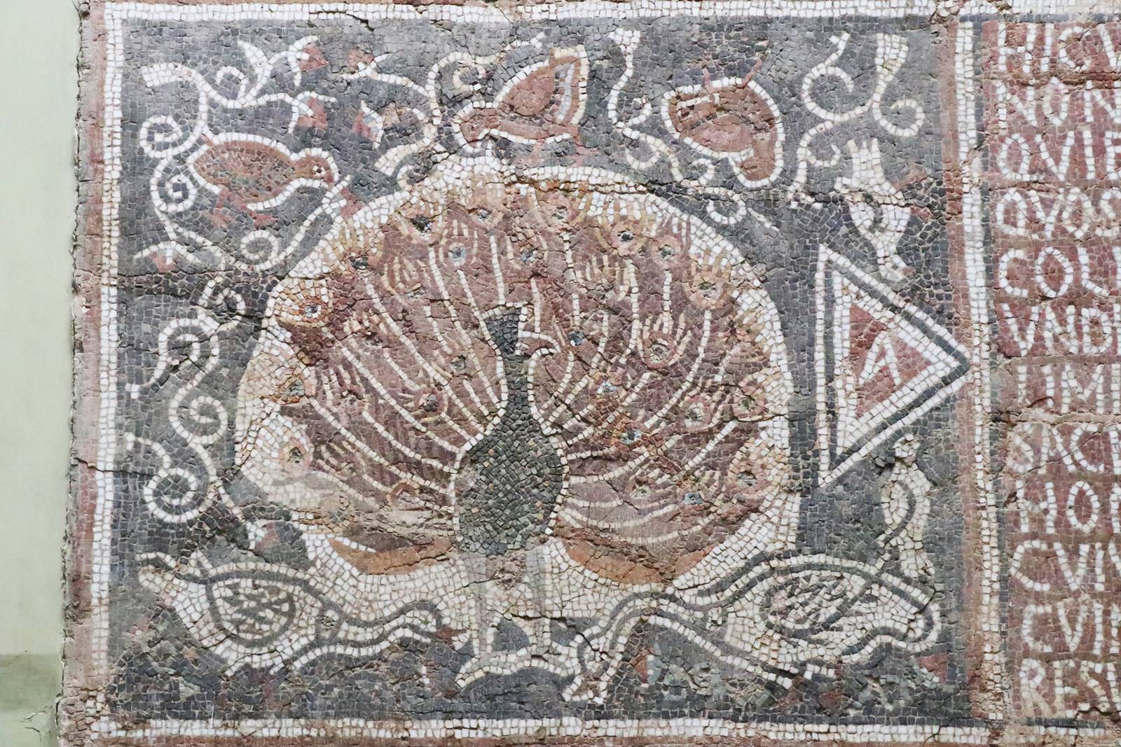 Musée de Djemila (21)