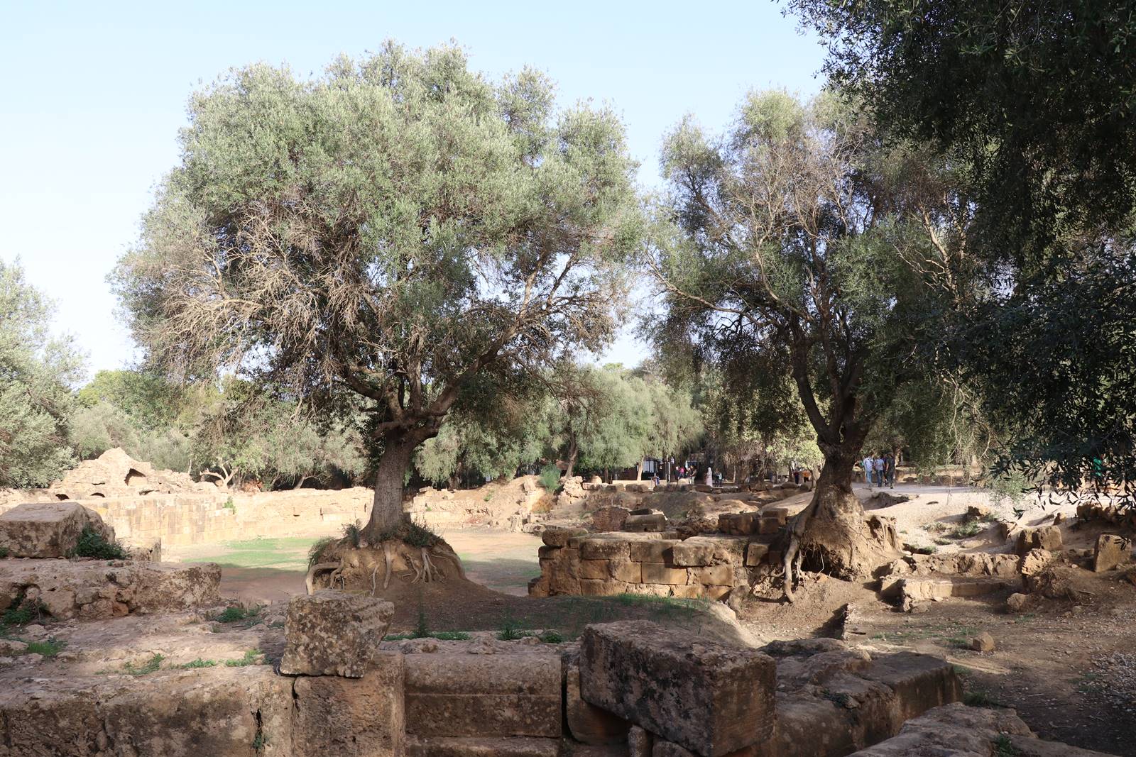 Ruines de Tipasa (40)