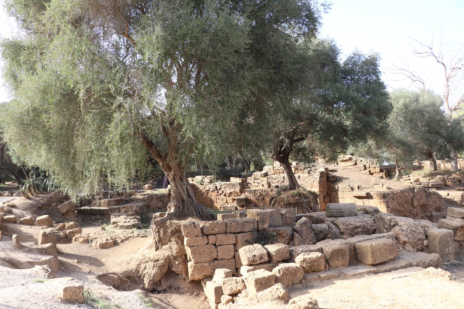 Ruines de Tipasa (5)