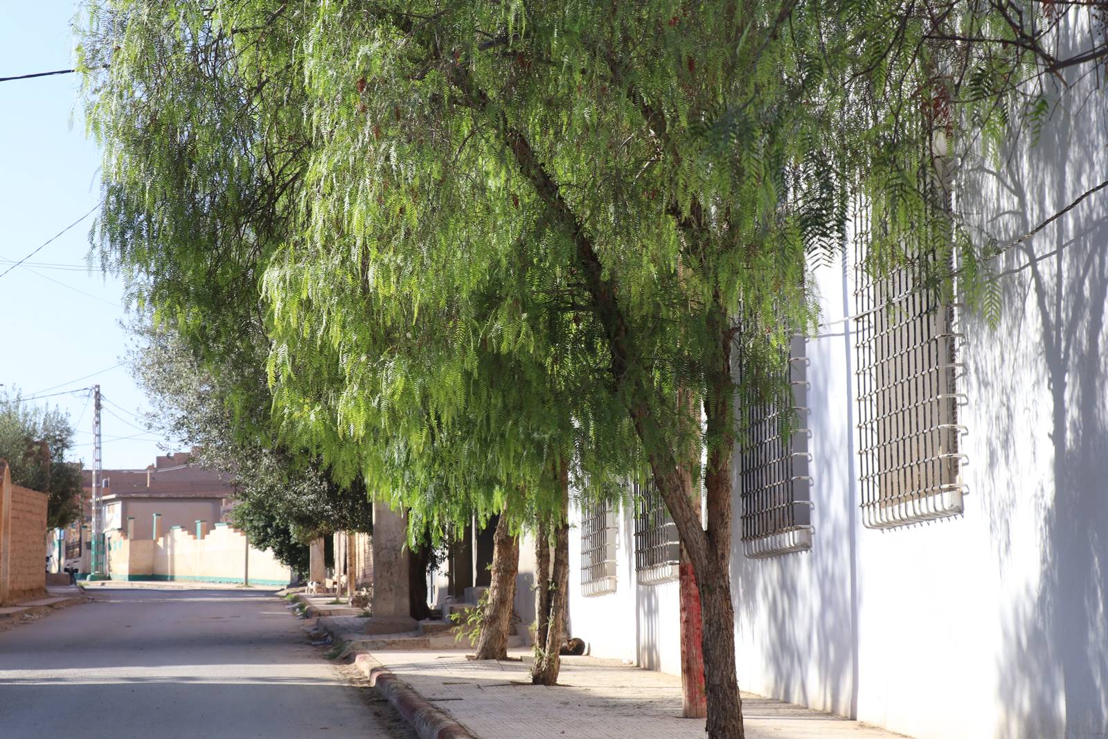 El Hamel ksar (7) El Hamel ksar (7)