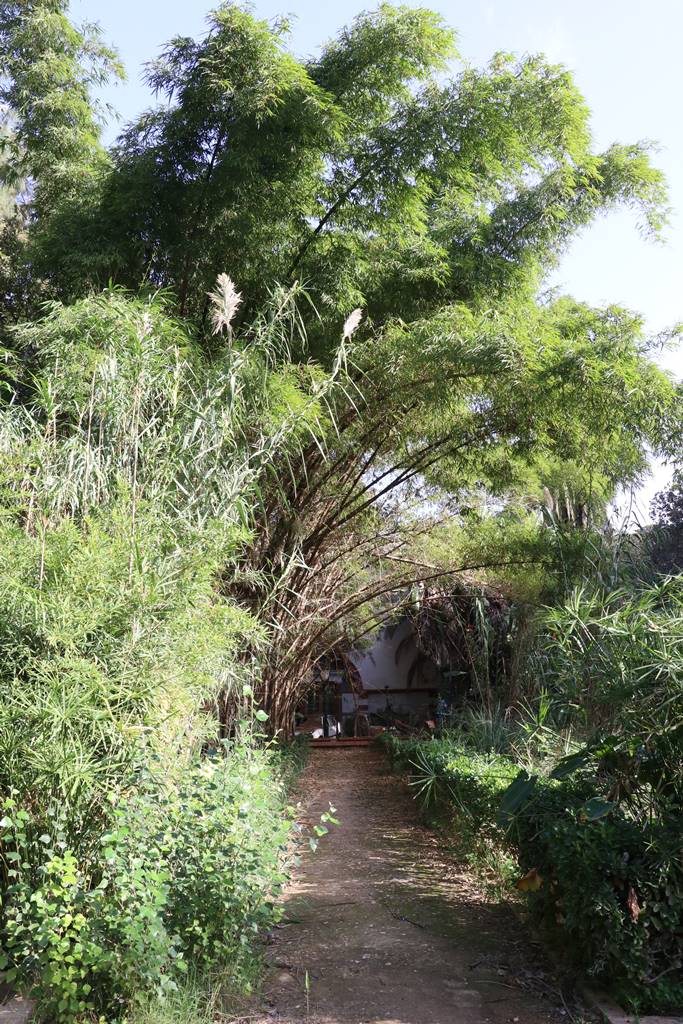 Jardin botanique d'Alger (10)