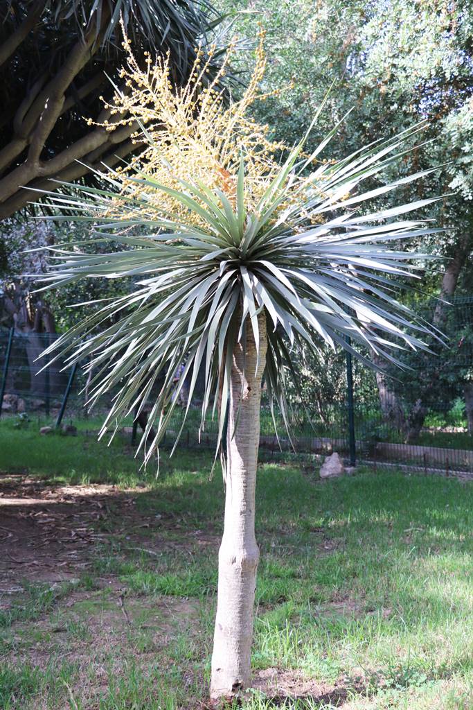 Jardin botanique d'Alger (13)