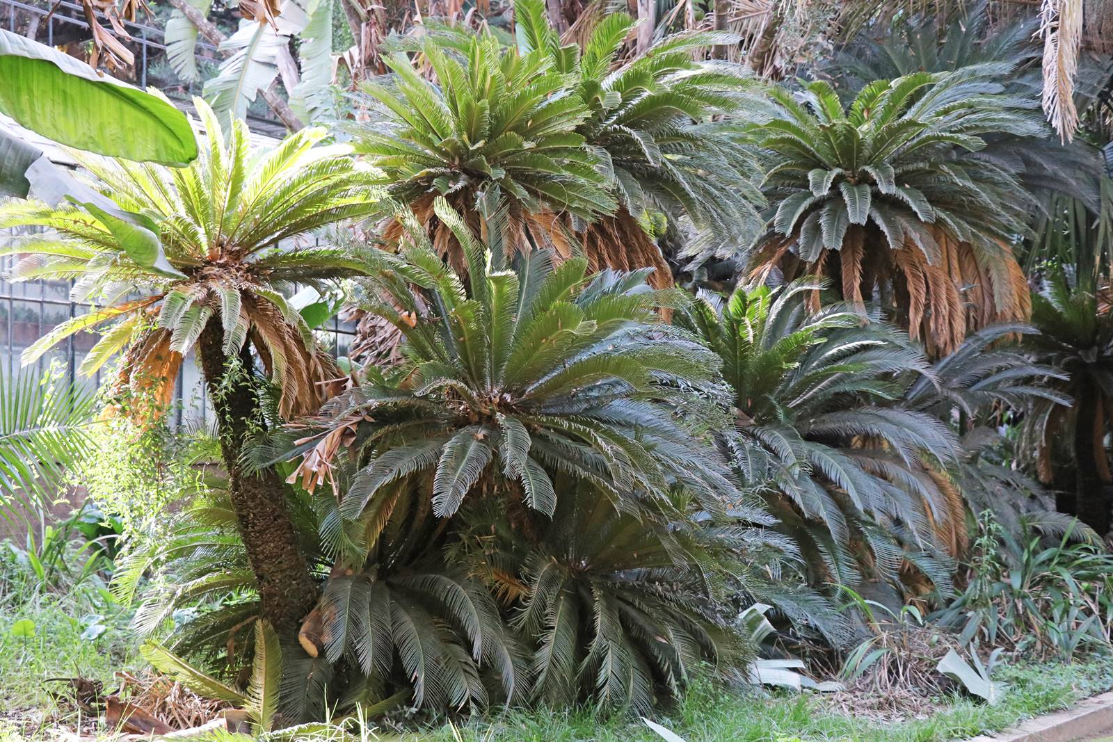 Jardin botanique d'Alger (21)