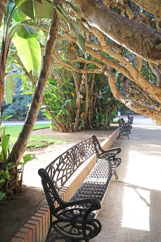 Jardin botanique d'Alger (3)