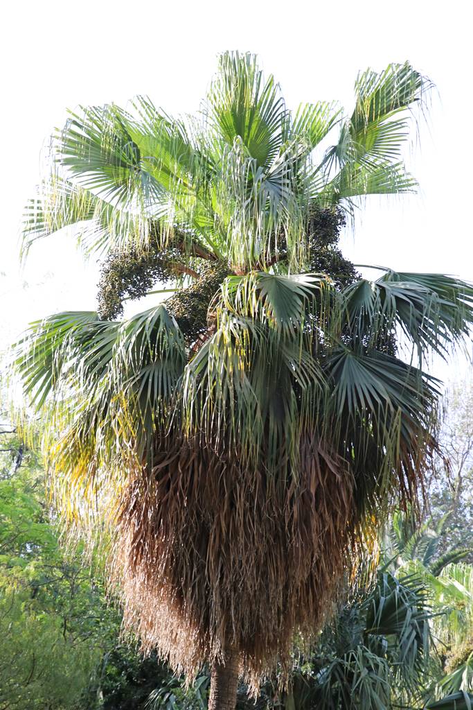 Jardin botanique d'Alger (7)
