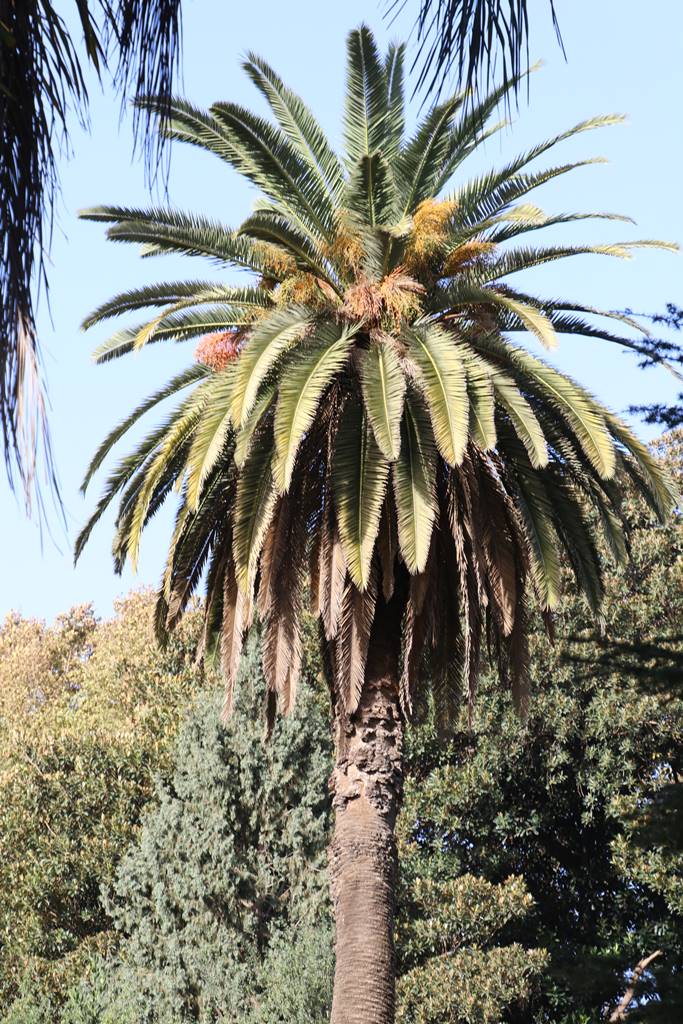Jardin botanique d'Alger (8)