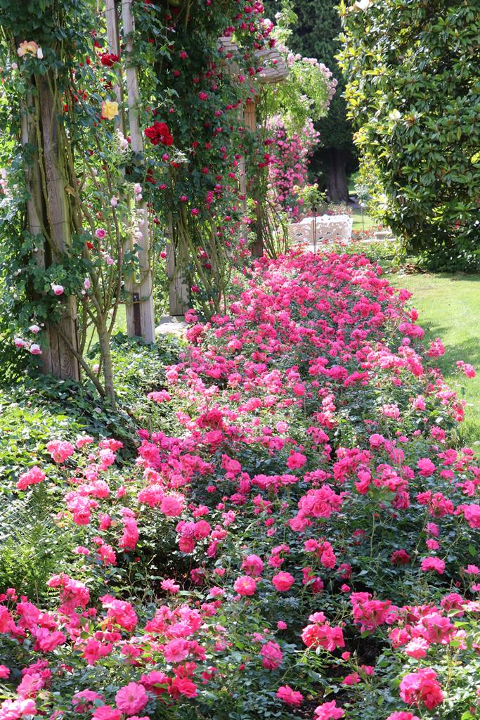 Lac de Constance Mainau (16)