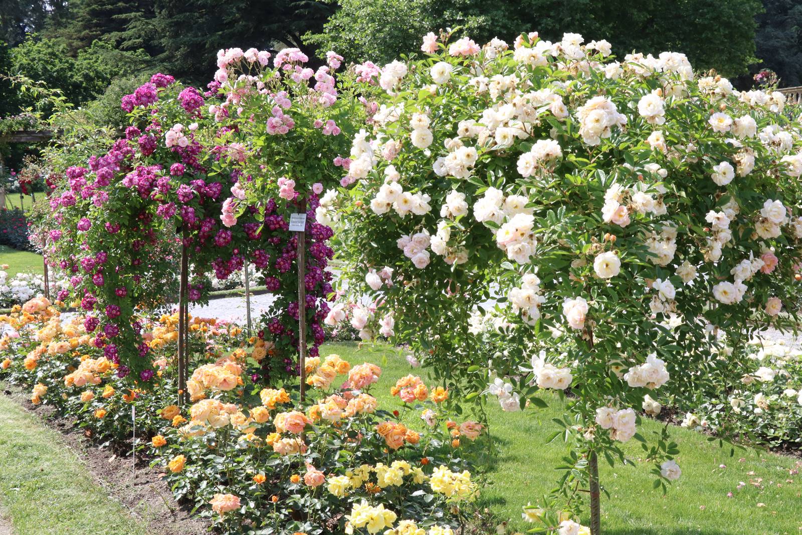 Lac de Constance Mainau (19)