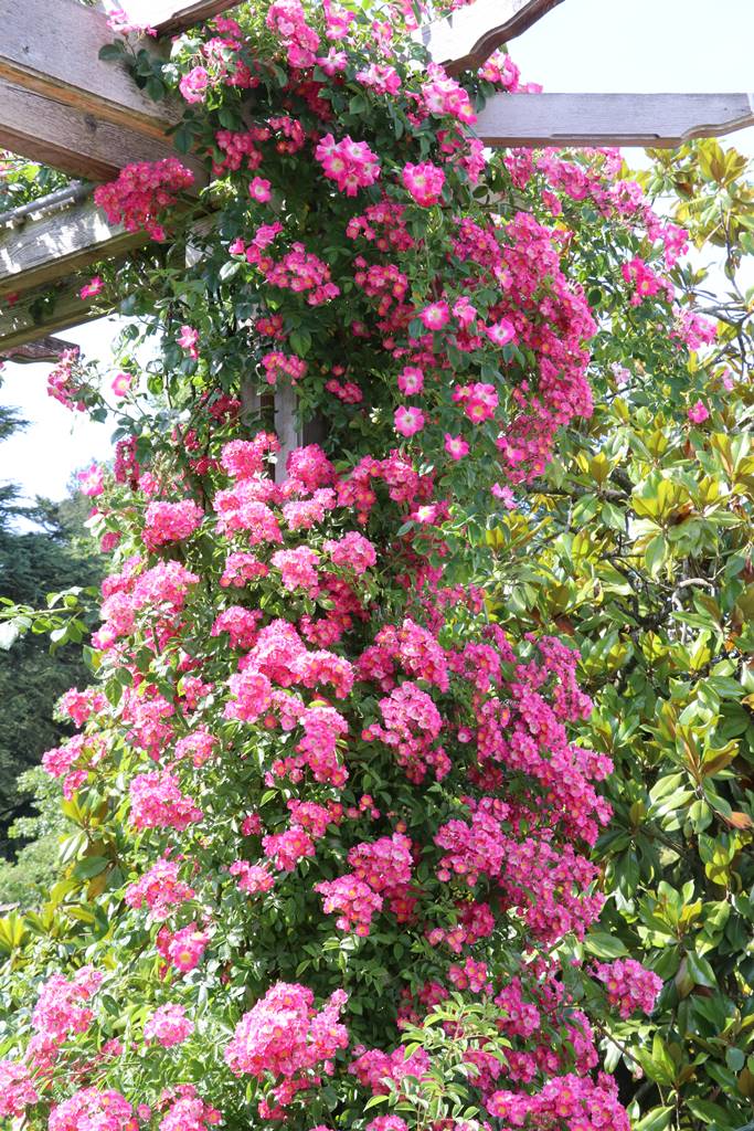 Lac de Constance Mainau (20)