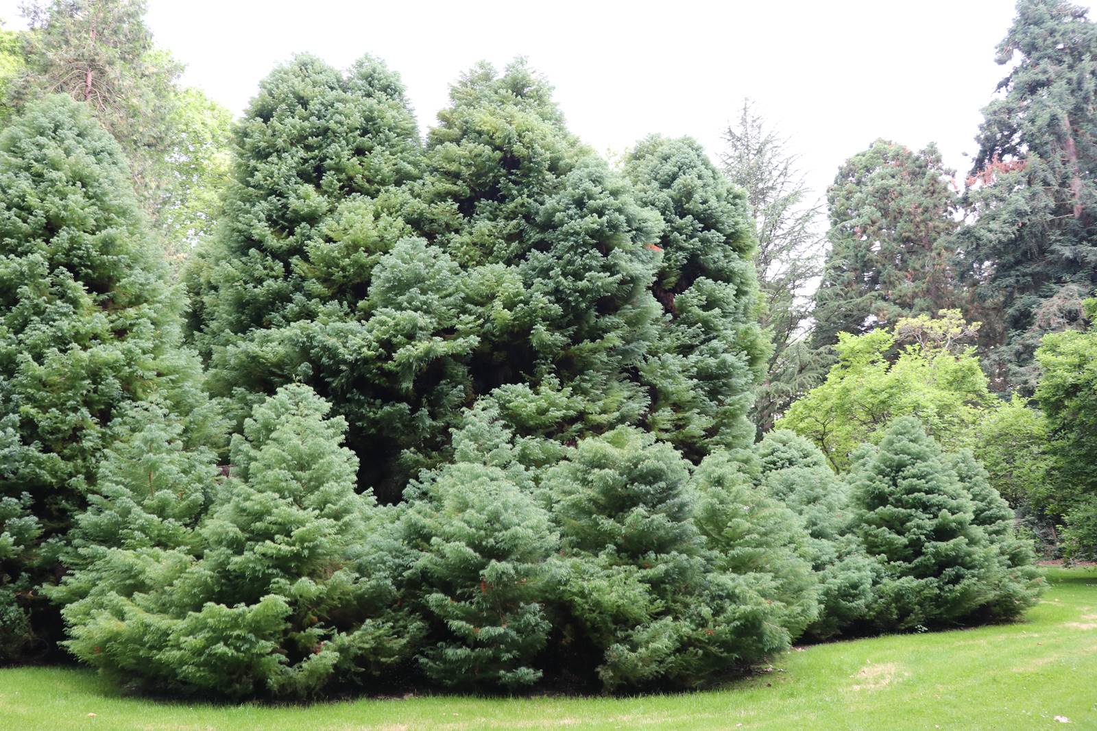 Lac de Constance Mainau (33)
