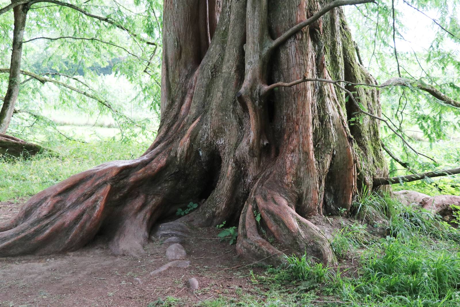 Lac de Constance Mainau (35)
