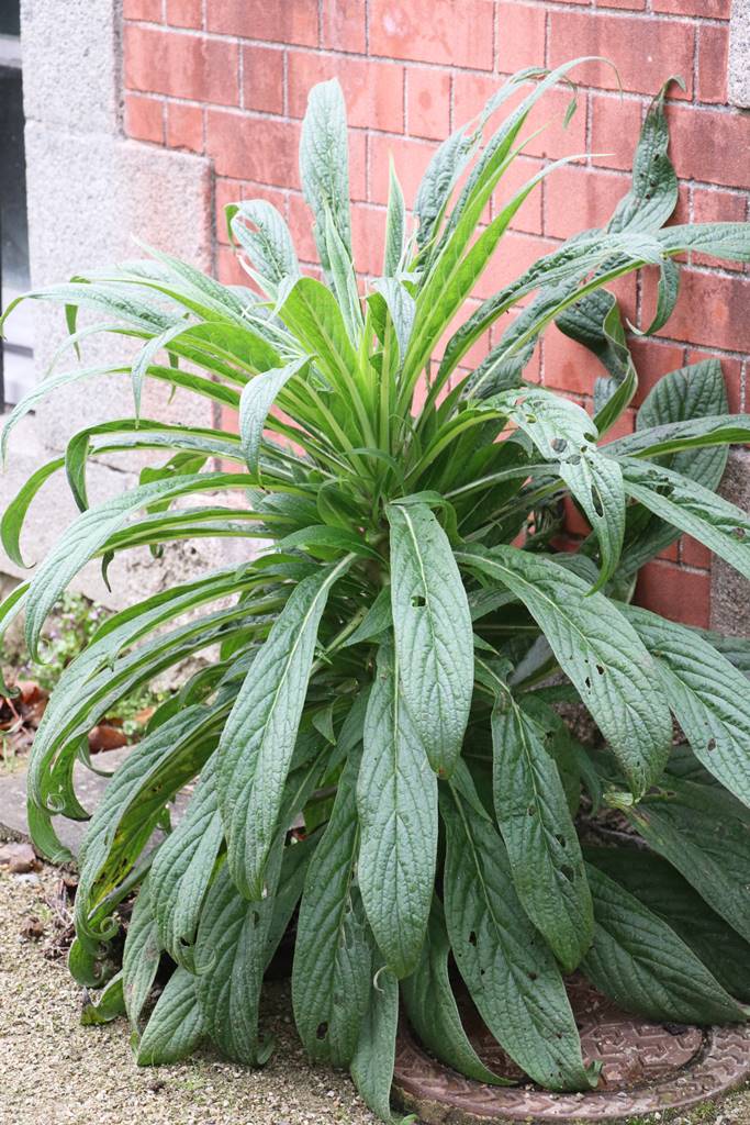 Parc de Chantore Normandie (12)