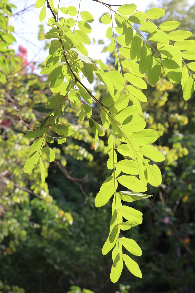 Robinia pseudoacacia