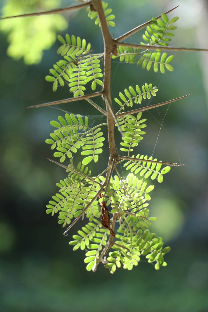 Vachellia horrida