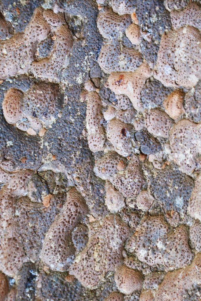 Agathis robusta