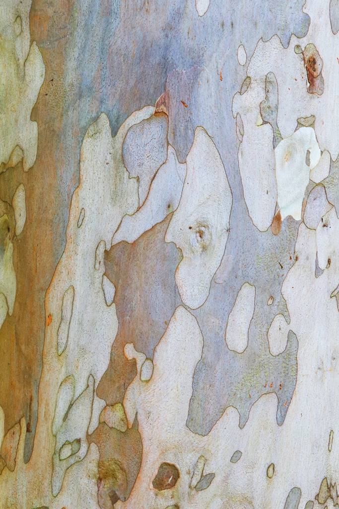 Eucalyptus camaldulensis