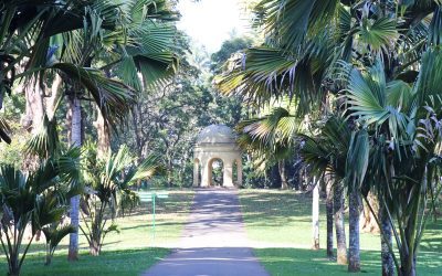 Jardins botaniques de Peradeniya, Sri Lanka
