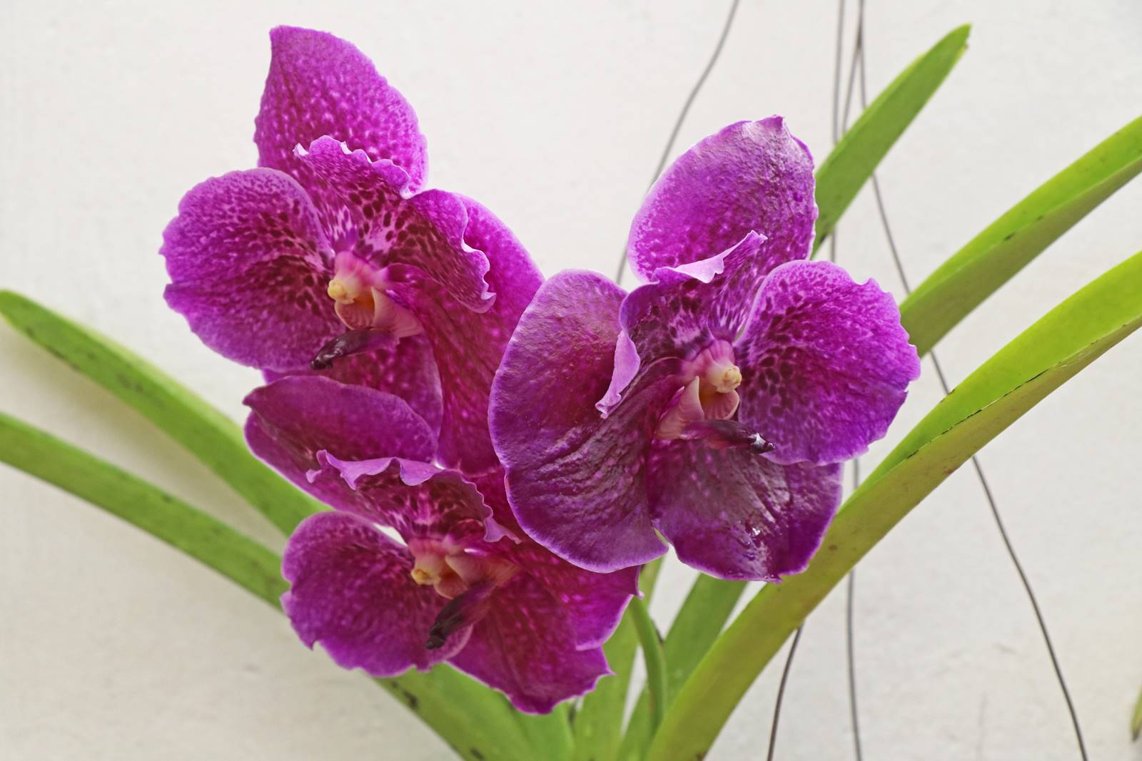 Orchidées (1)