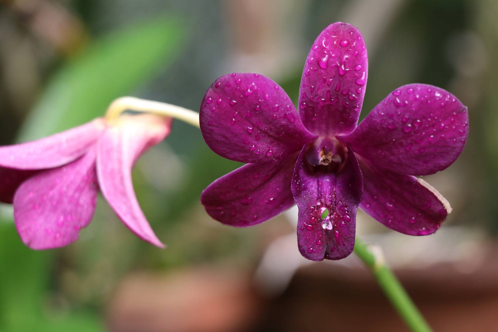 Orchidées (2)