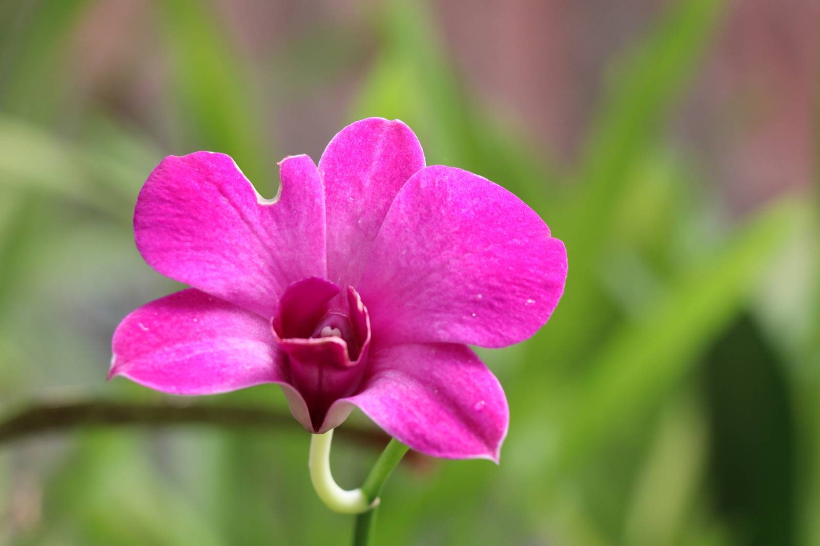 Orchidées (3)