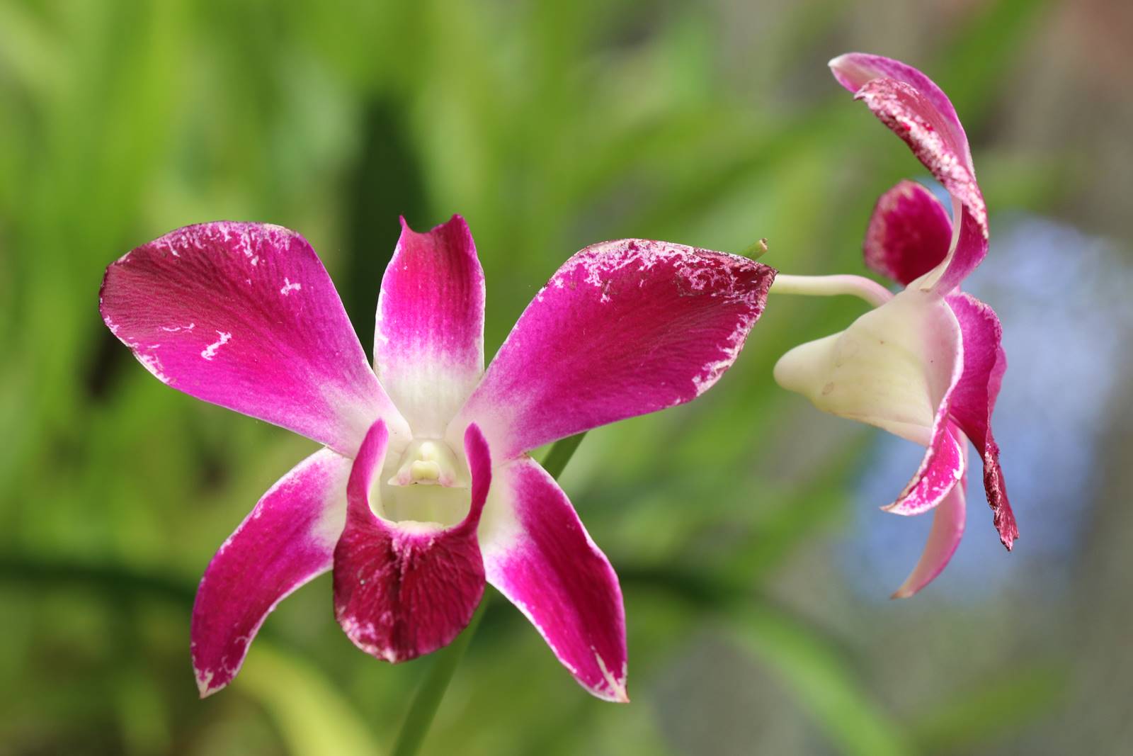 Orchidées (4)