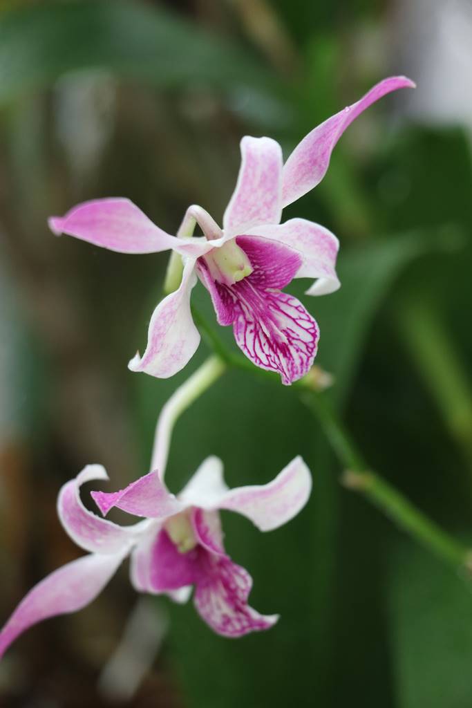 Orchidées (6)